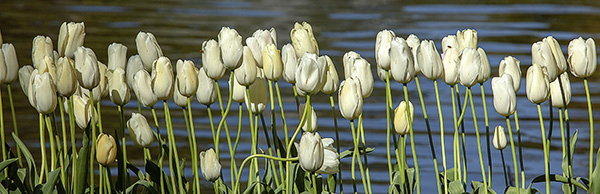 tulips by the lake